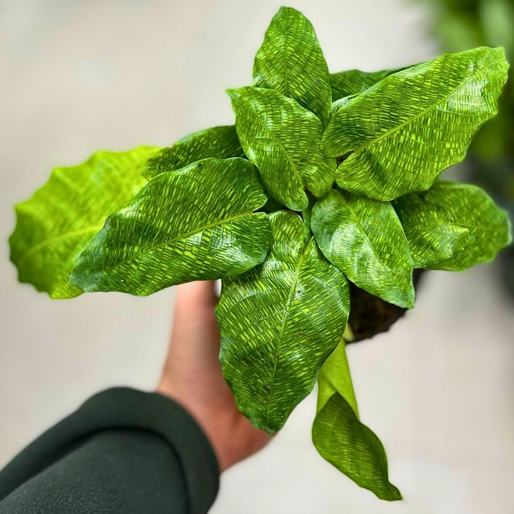the fine dark green lines on the large leaves of this calathea