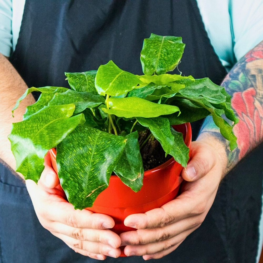 a man holding a small Calathea network plant in a pot