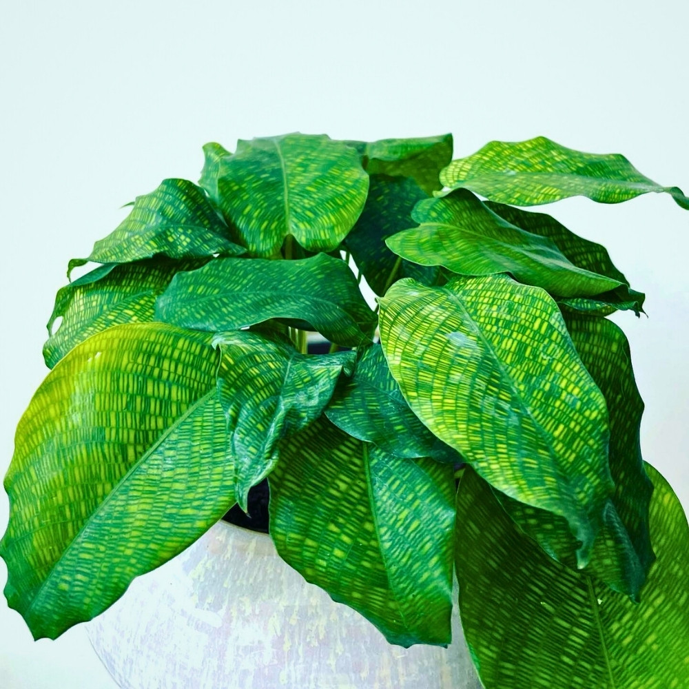 the complex network of fine dark green lines also is one of the reason for its common name - the Calathea network plant, and its ornamental value