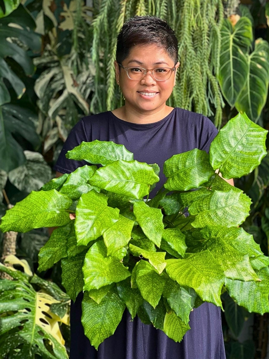 The plant's leaves and stunning foliage, along with its delicate roots makes it vulnerable to sudden temperature changes