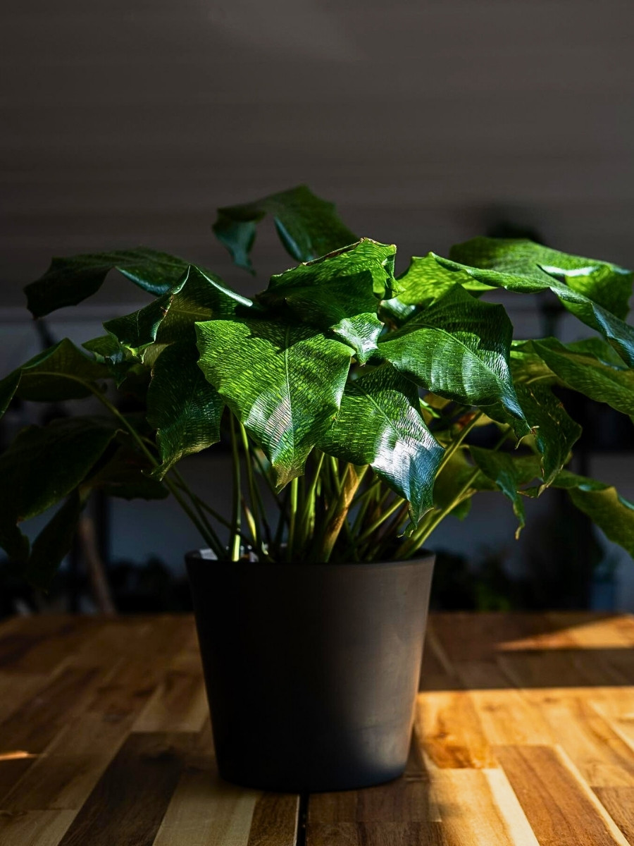 calathea musaica grows well in warm and humid conditions