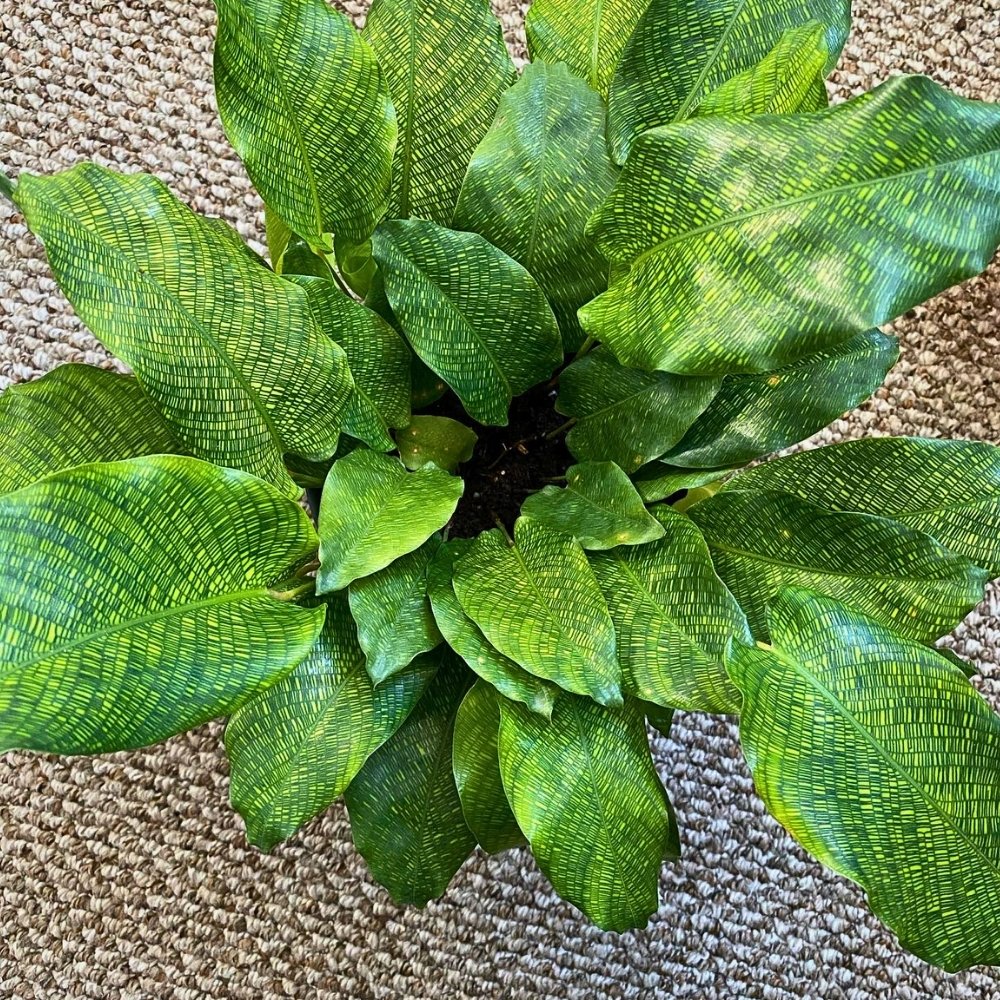 Calathea musaica, aka Goeppertia kegeljanii