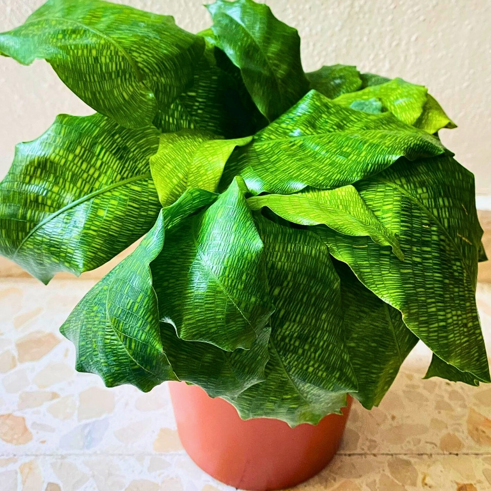 Calathea network plant can be kept indoors alongside other houseplants that do well in dark rooms and shaded corners