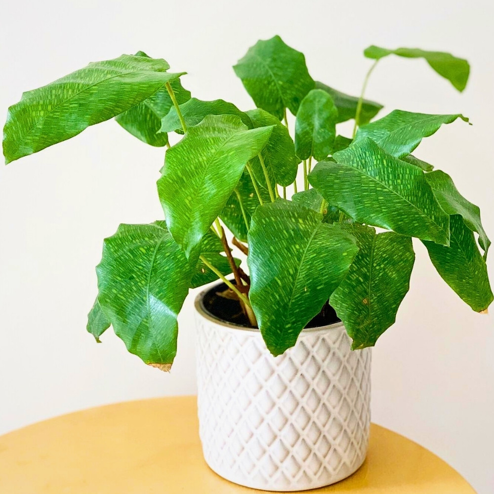 calathea network plant kept in a beautiful vase