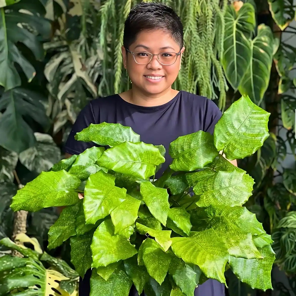 Calathea Musaica, or the Network Plant, Scientifically Called Goeppertia Kegeljanii