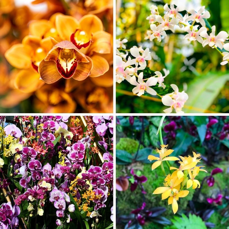 Inspiration of orchids at Kew Orchid Festival