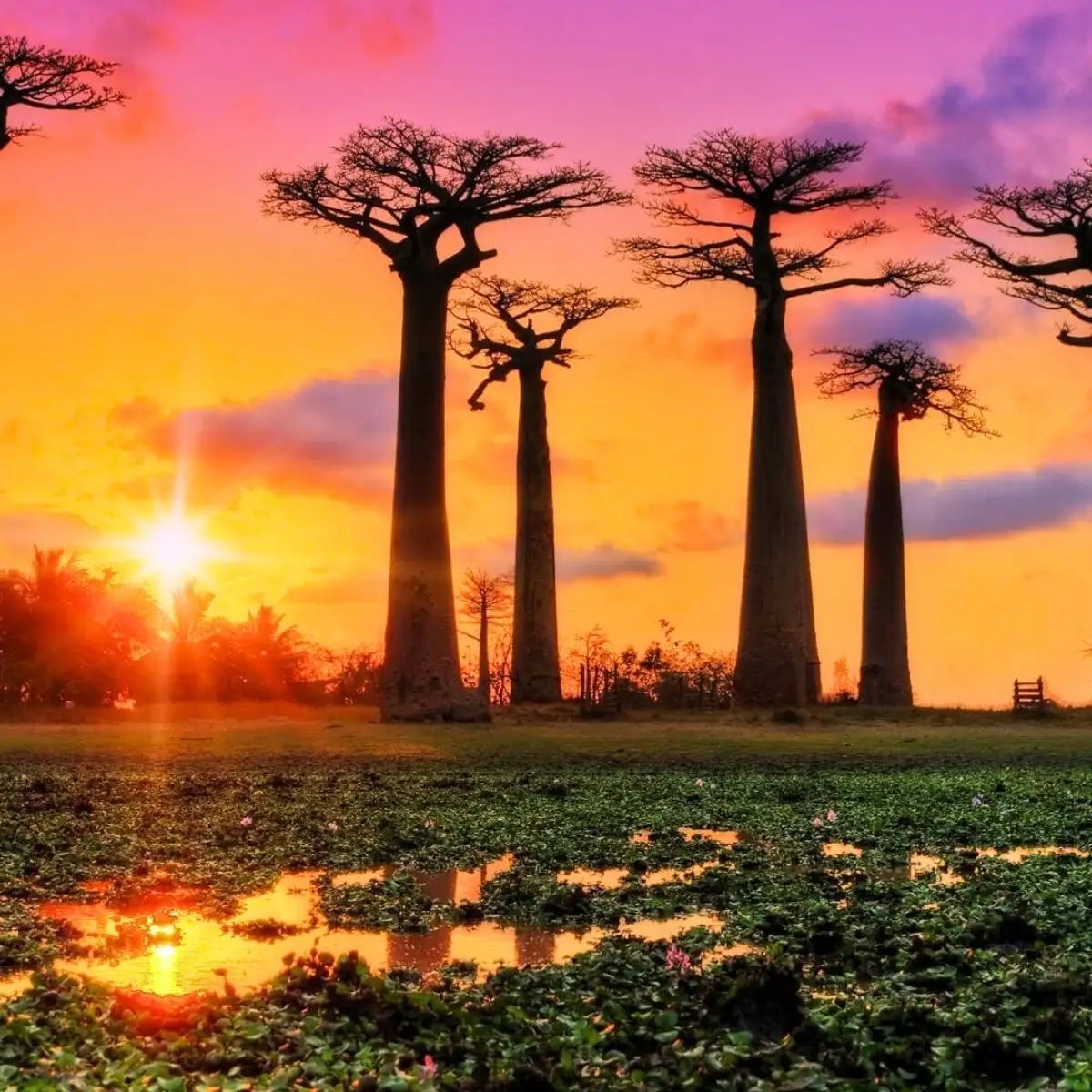 Baobab trees in the sunset