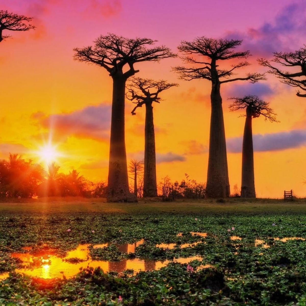 Baobab trees in the sunset hour
