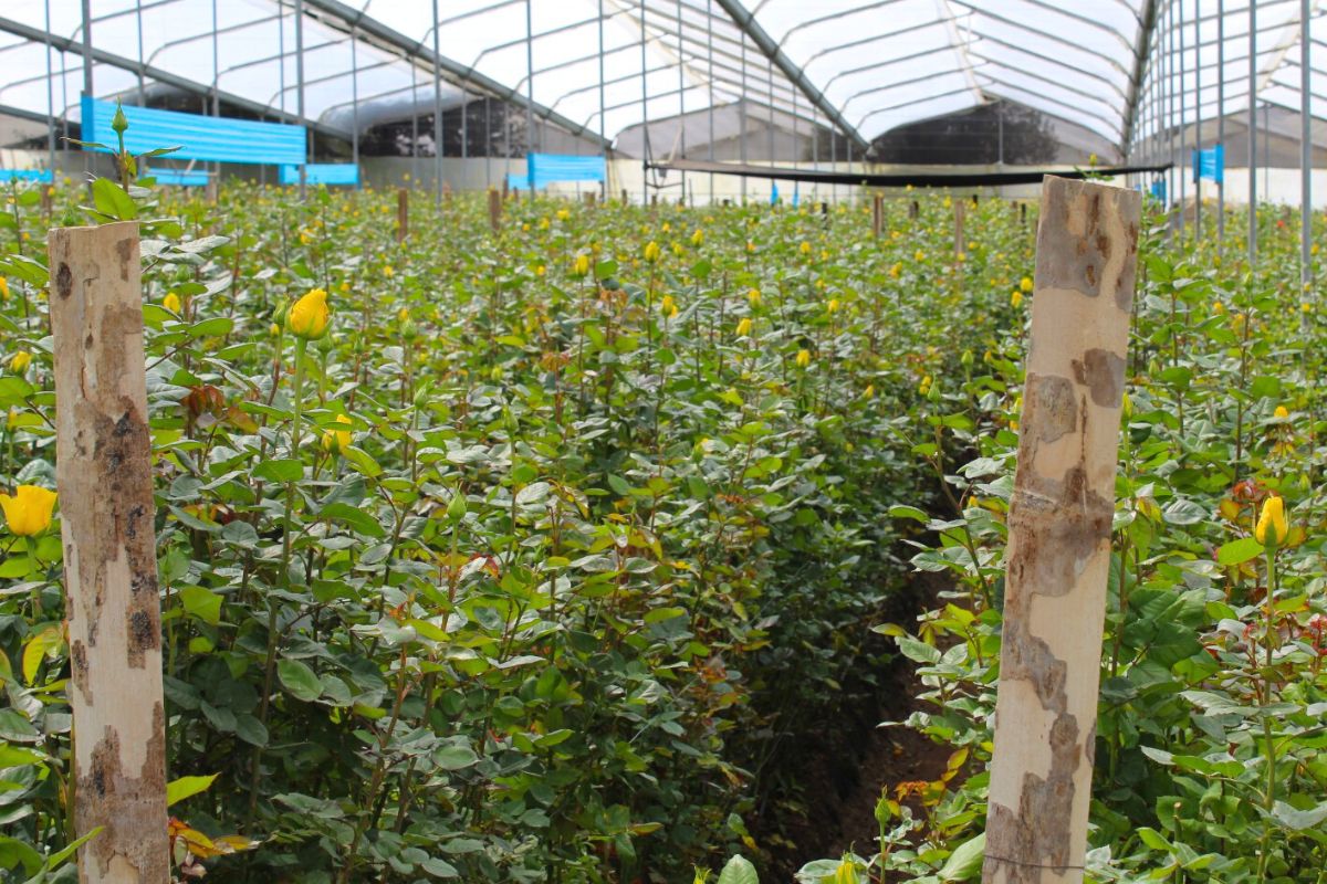 Ecuadorian conditions for cultivation of flowers