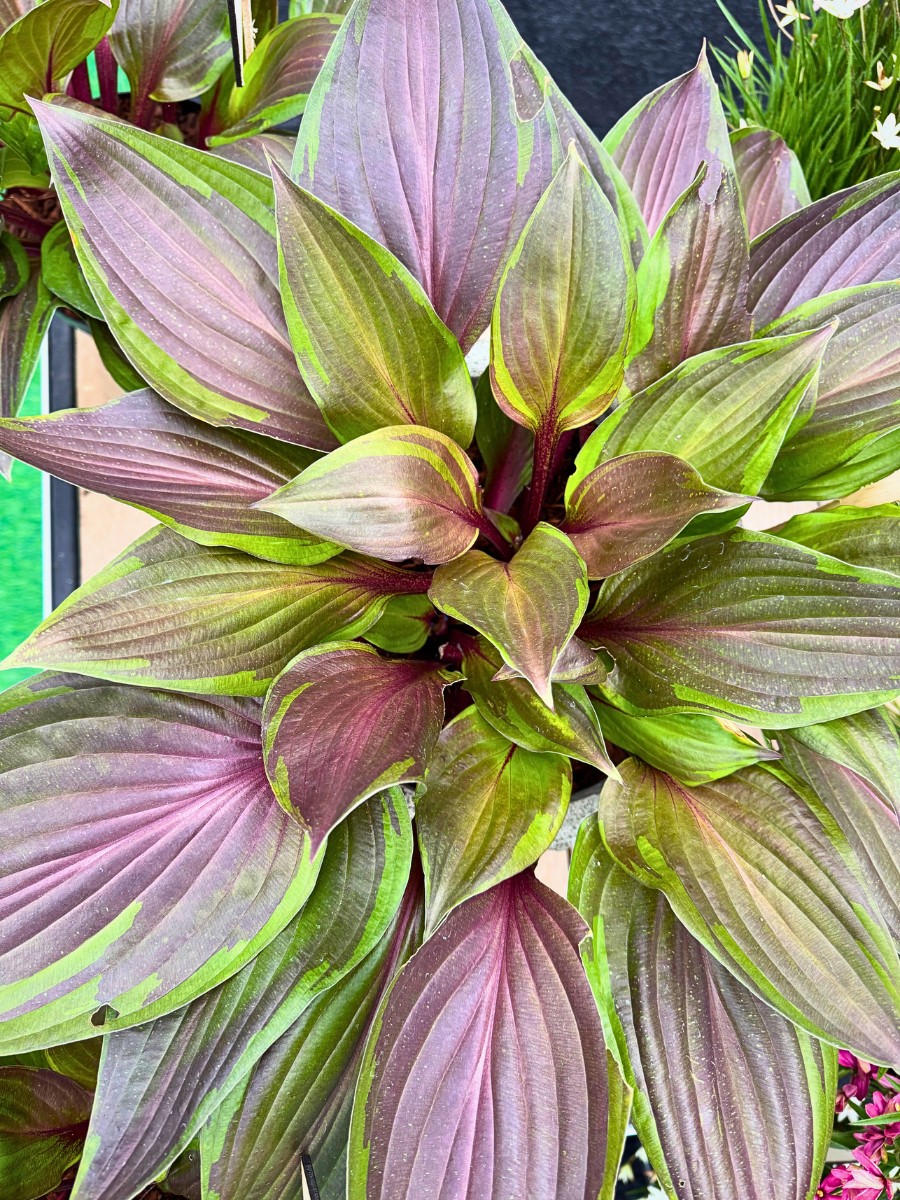 Michael Perry Also Known as Mr. Plant Geek Presents Hosta Red Ninja From Plantipp.