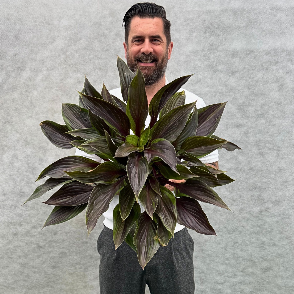 Michael Perry Also Known as Mr. Plant Geek Presents Hosta Red Ninja From Plantipp.