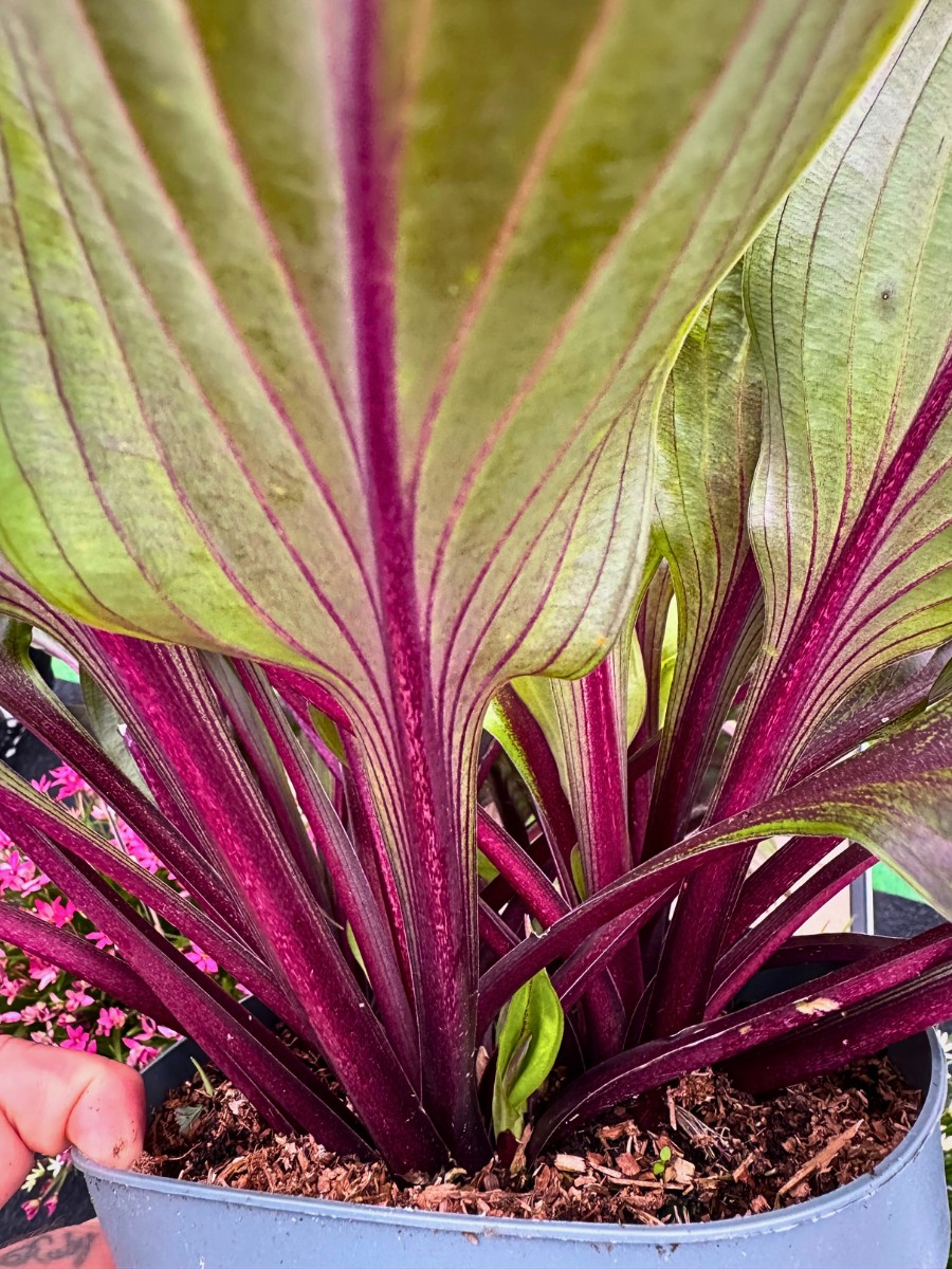 Michael Perry Also Known as Mr. Plant Geek Presents Hosta Red Ninja From Plantipp.