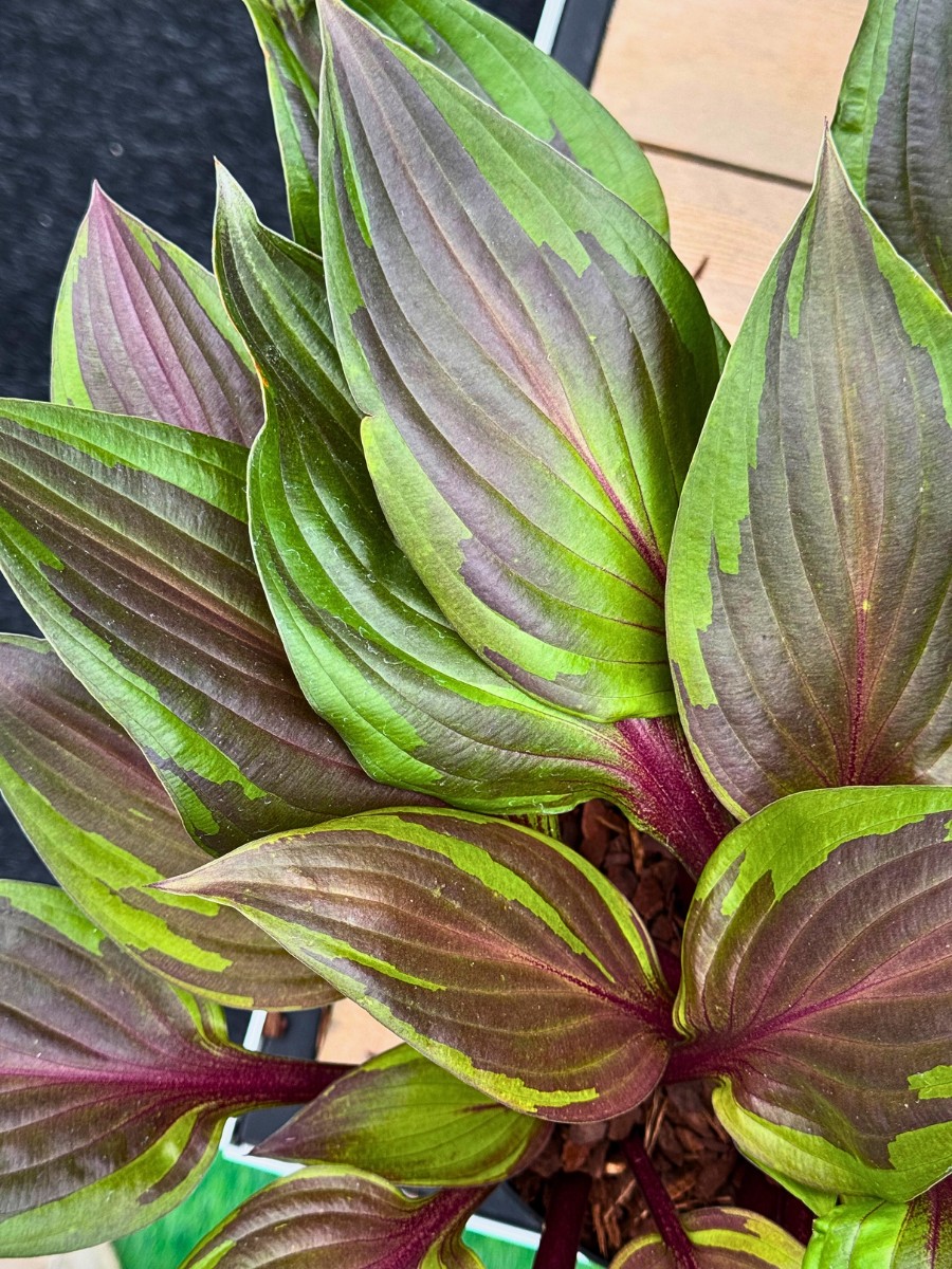 Michael Perry Also Known as Mr. Plant Geek Presents Hosta Red Ninja From Plantipp.