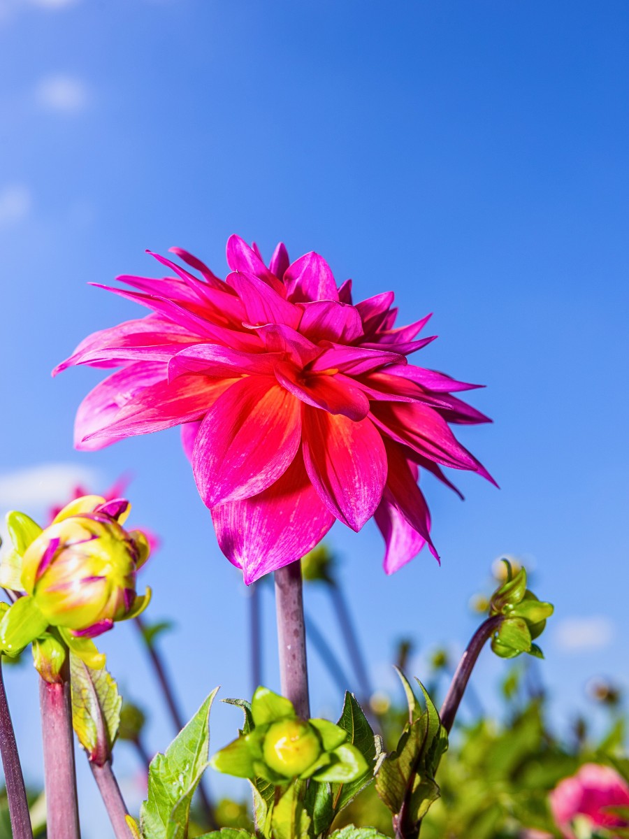 Dahlia Wilderful Founded by Silke Tijkotte and Denise Collignon Champions Organically Grown, Locally Sourced Flowers.