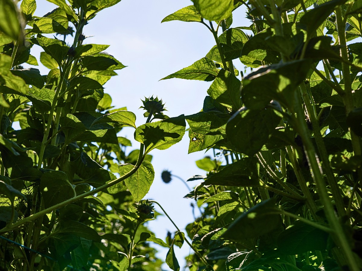 Naturally grown flowers Wilderful Founded by Silke Tijkotte and Denise Collignon Champions Organically Grown, Locally Sourced Flowers.