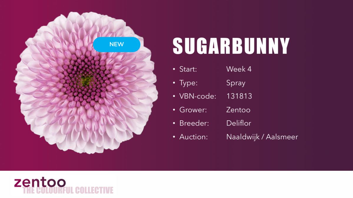 Chrysanthemum Sugarbunny by Zentoo