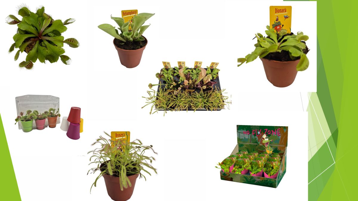 Carnivorous plants by Kwekerij Tass