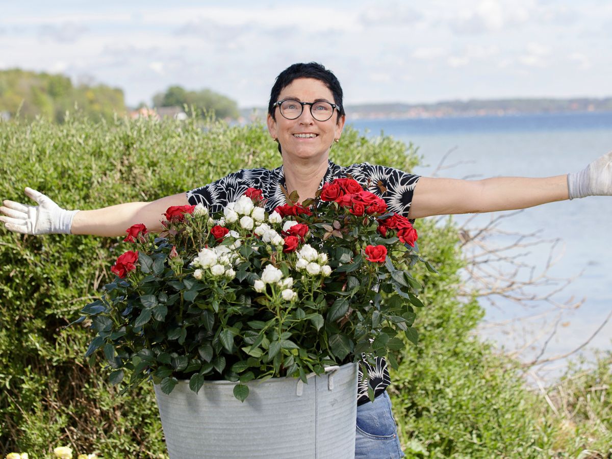Rosa Eskelund the breeder of both Roses Forever and Viking Roses
