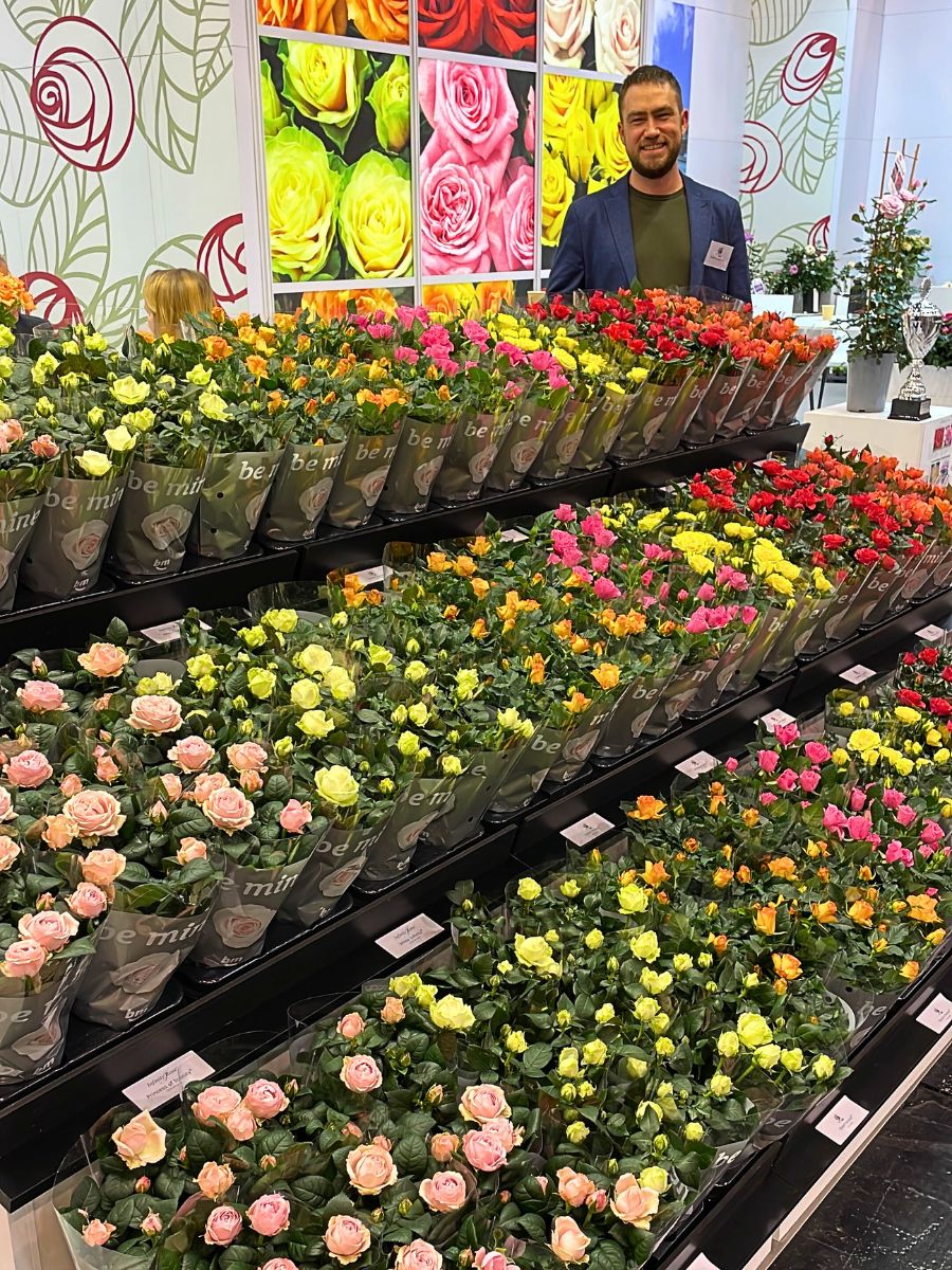 Full assortment of Infinity Roses by Roses Forever