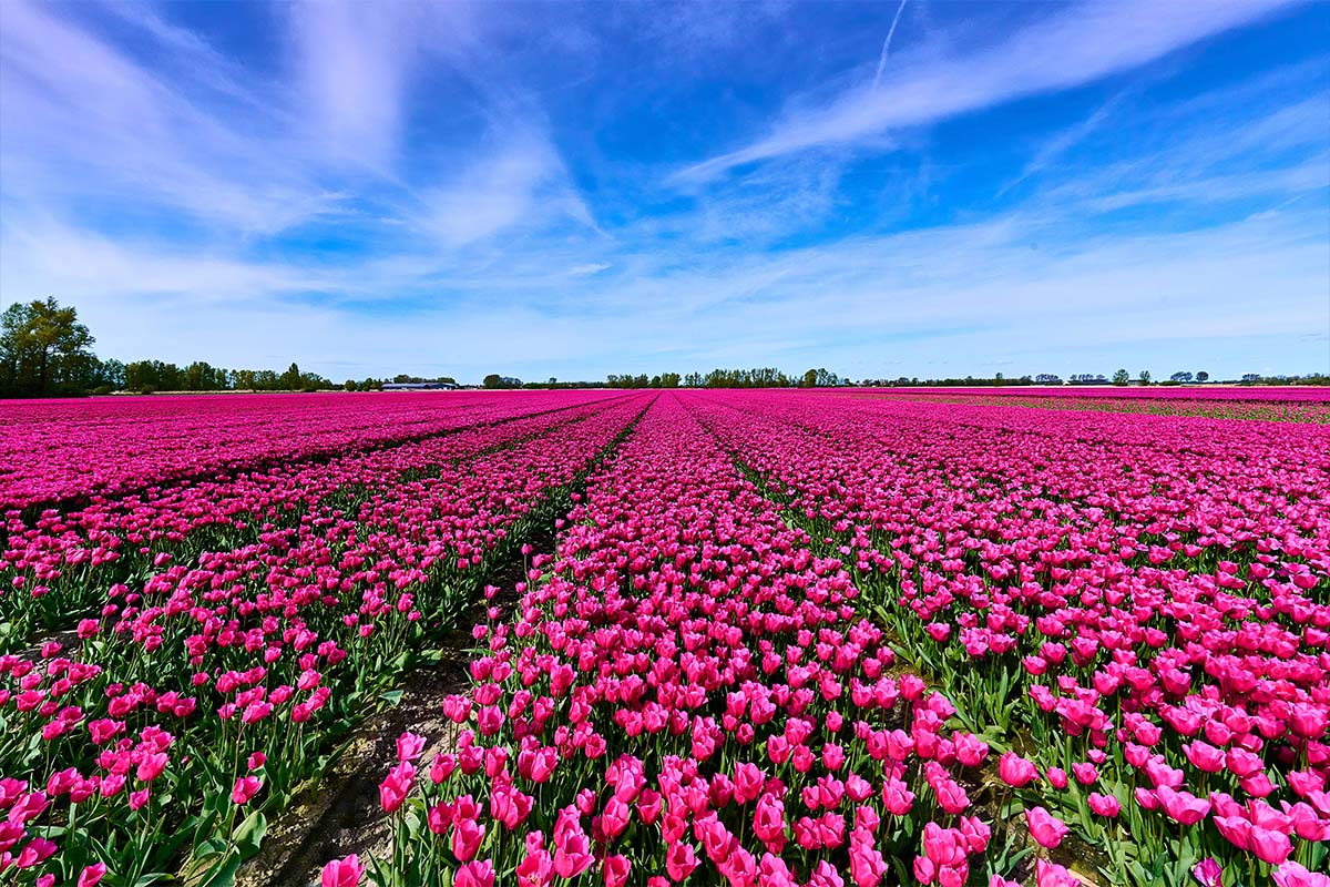 Field with pink tulips supplier of OFG