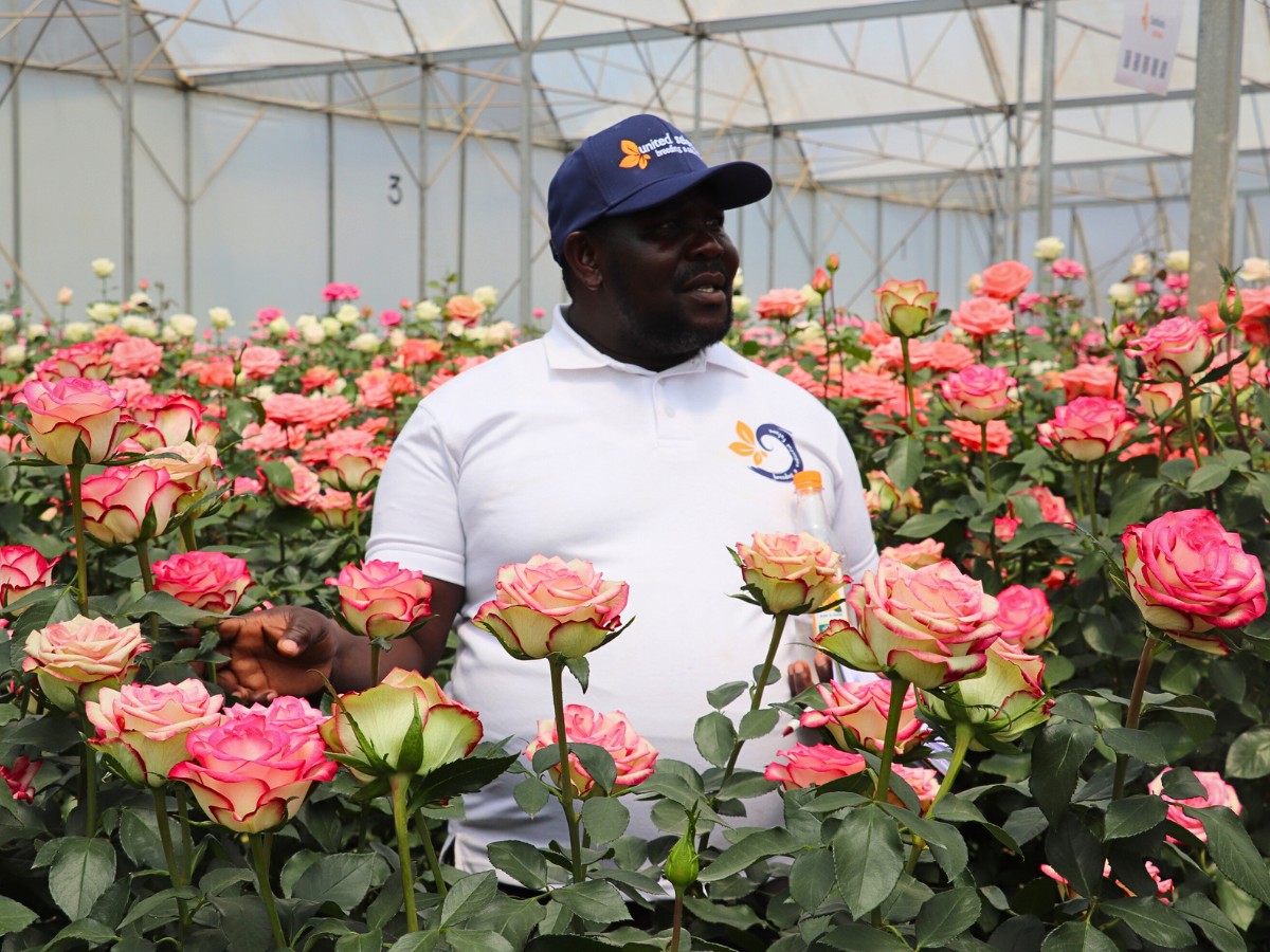 Breeders United Selections, K&ouml;nst Alstroemeria, and Icon Selections Hosted Their Open Days at Their Facility in Nakuru, Kenya