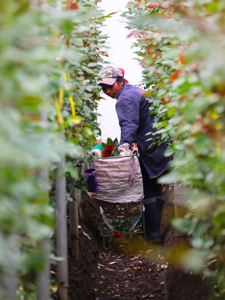Rosaprima growing roses in Ecuador