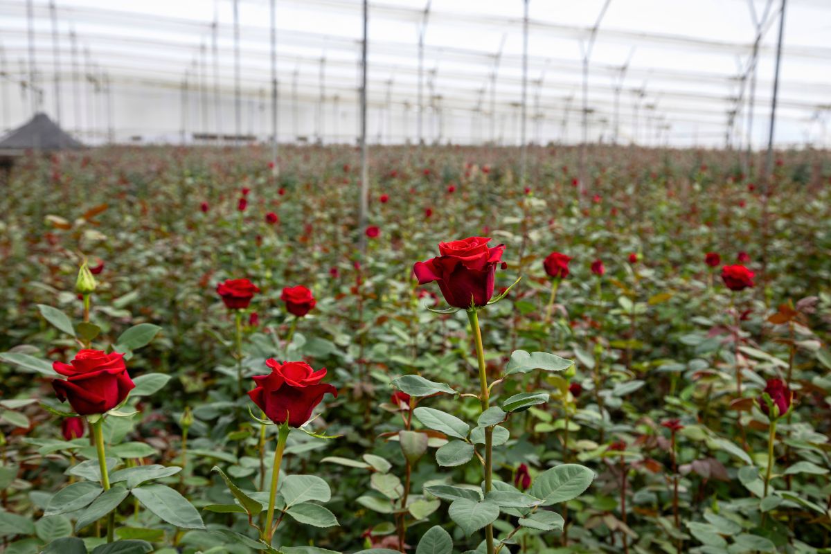 Red rose harvest at Rosaprima Ecuador