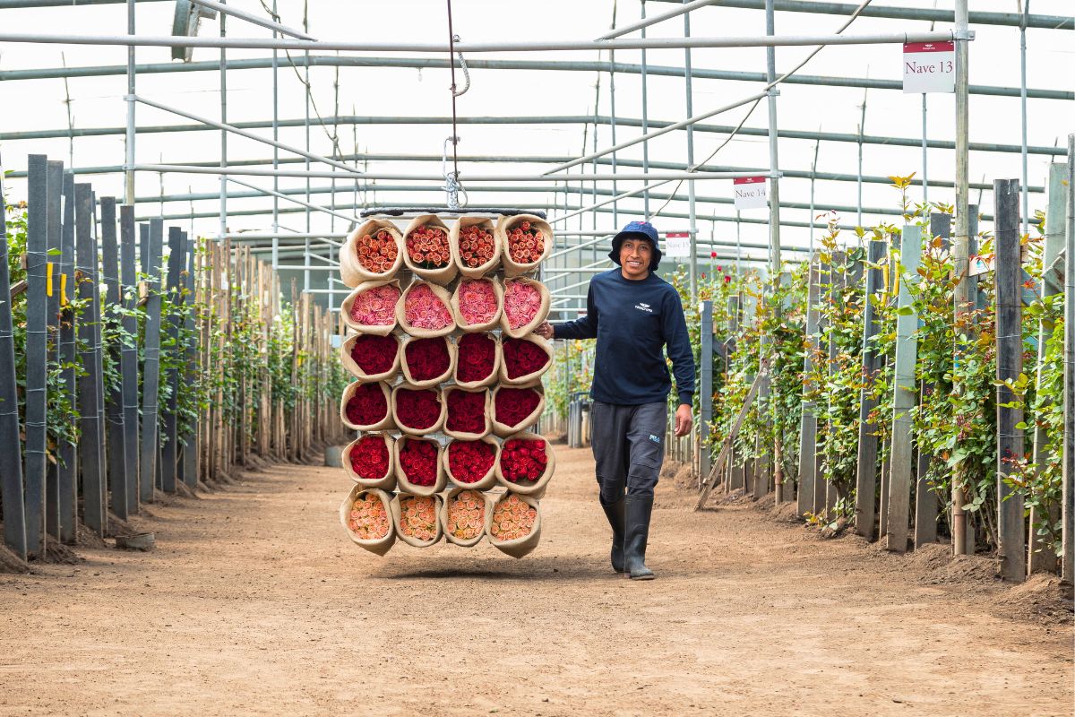 Taking roses to be packed