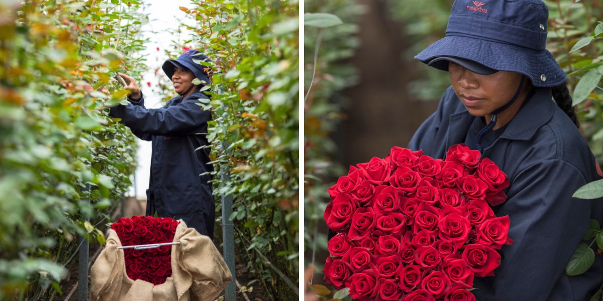 Cutting fresh red roses at Rosaprima