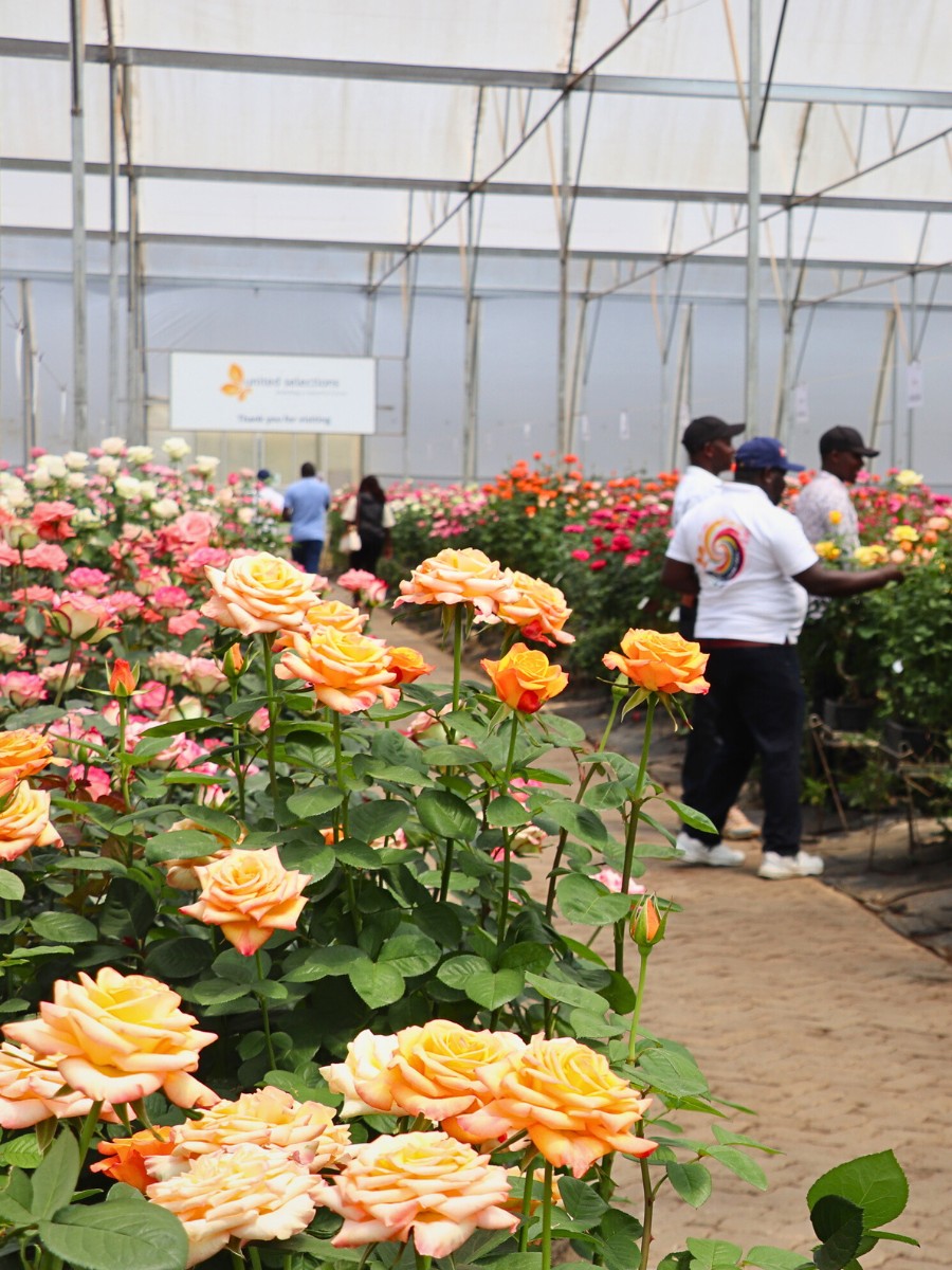 Breeders United Selections, K&ouml;nst Alstroemeria, and Icon Selections Hosted Their Open Days at Their Facility in Nakuru, Kenya