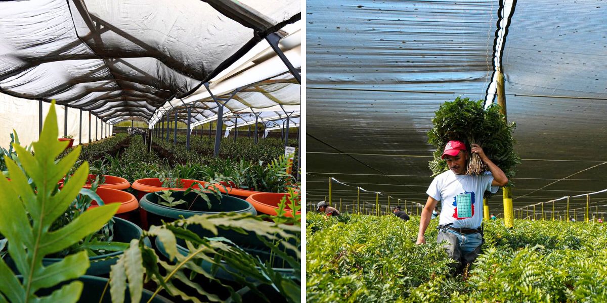 TAK farms in Guatemala