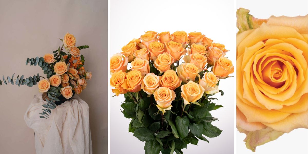 Danziger Rose Alquimia Collage