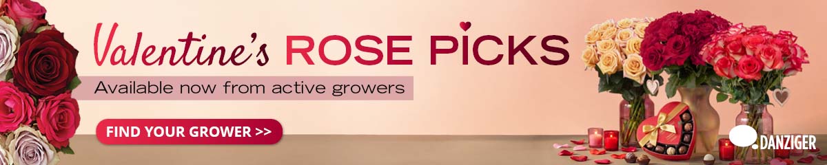 BannerDanziger Valentine