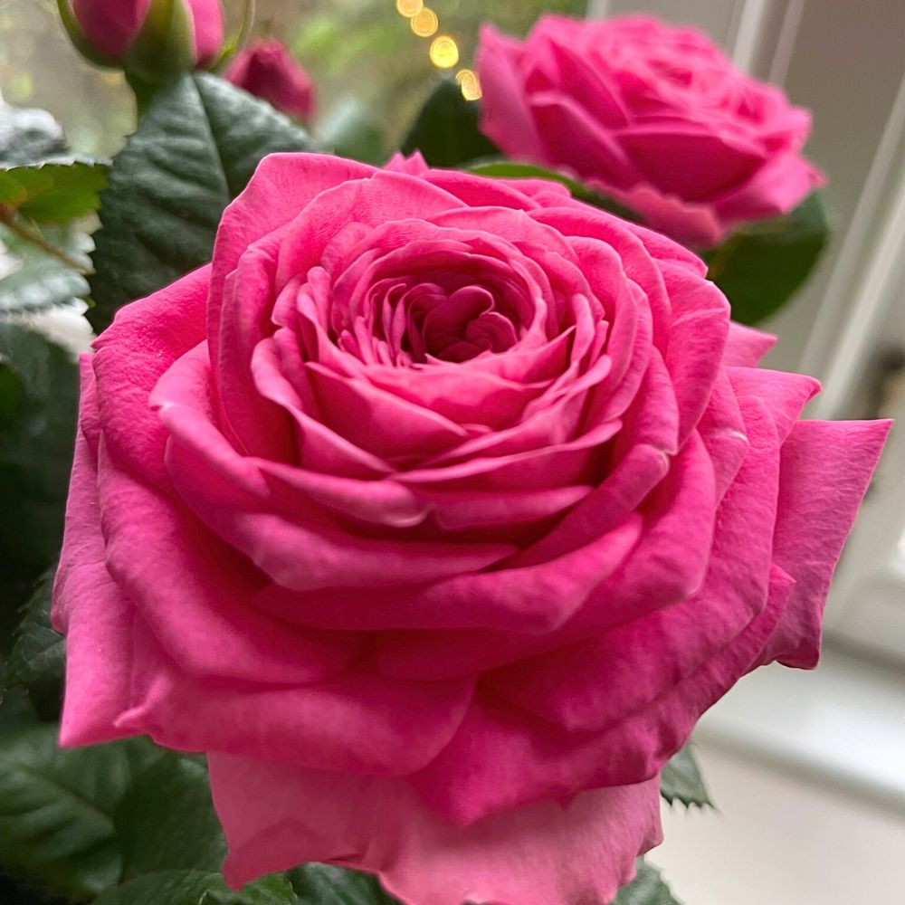 The new Dark Pink Infinity ® from Roses Forever