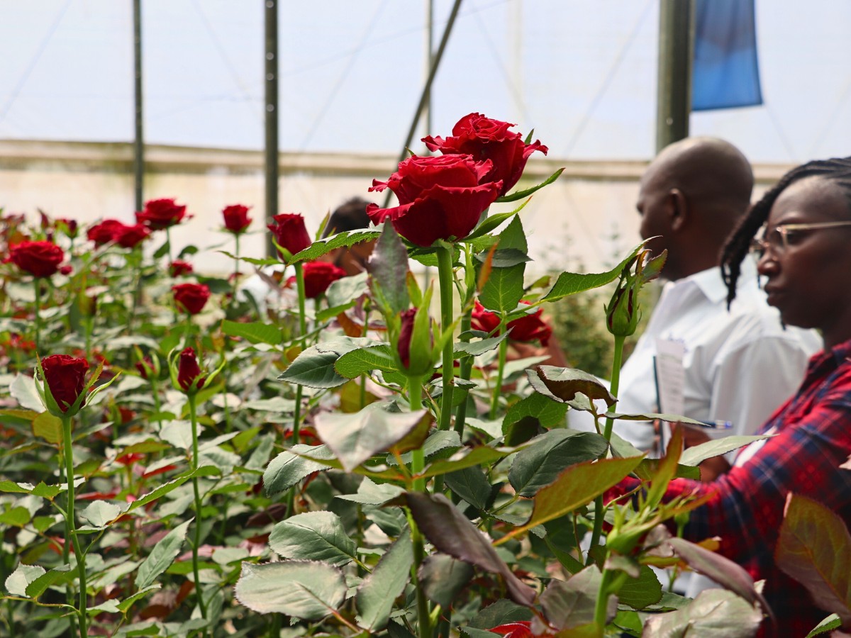 De Ruiter East Africa Showcases More Varieties and Novelties During Their Open Days in Naivasha