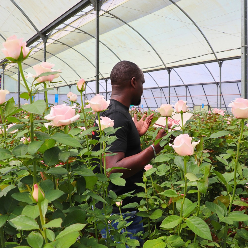 De Ruiter East Africa Showcases More Varieties and Novelties During Their Open Days in Naivasha