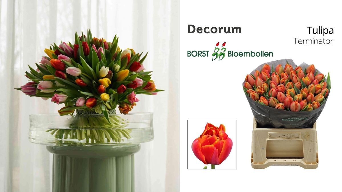 Tulipa Terminator by Borst Bloembollen in Decorum