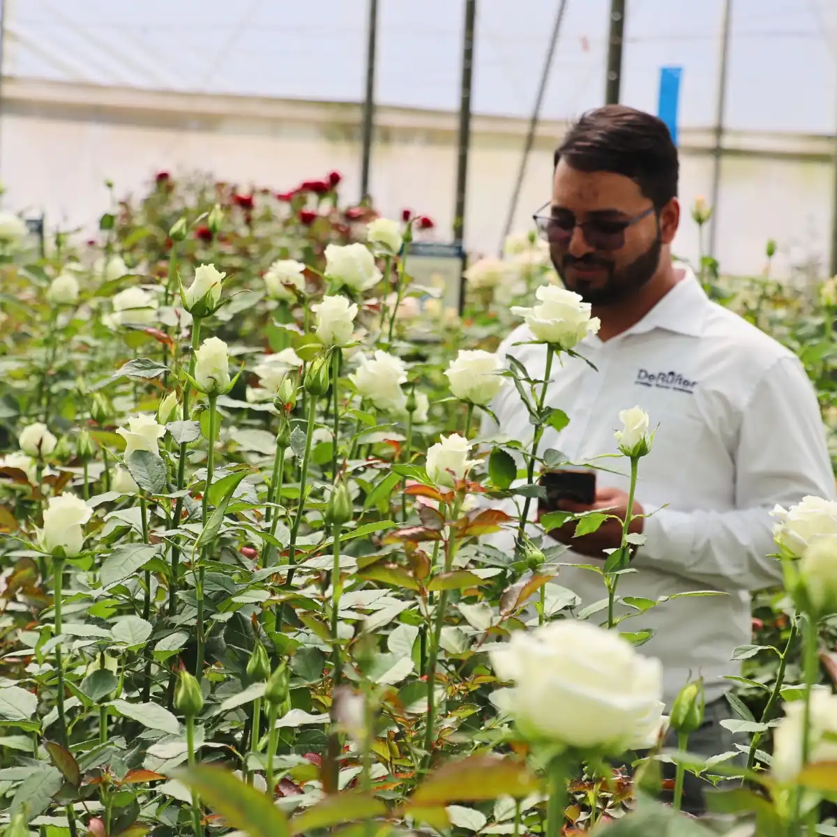 De Ruiter East Africa Showcases More Varieties and Novelties During Their Open Days in Naivasha