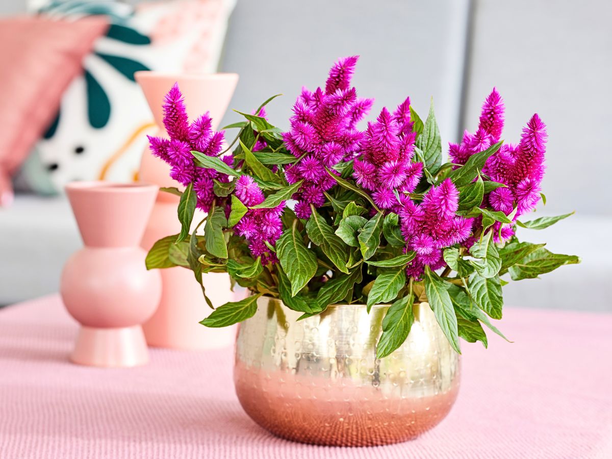 Floritec at IPM Essen 2026