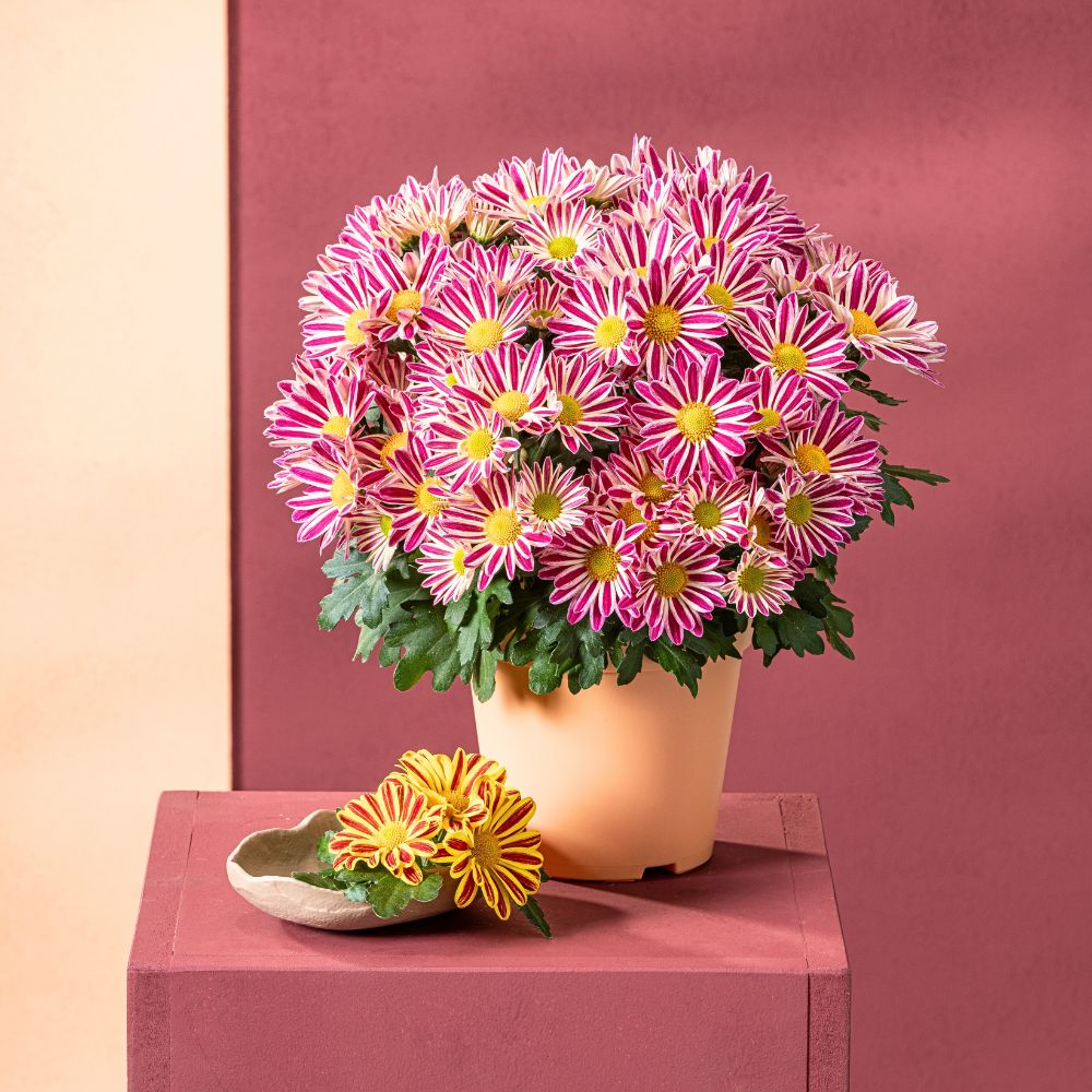 Floritec at IPM Essen 2026