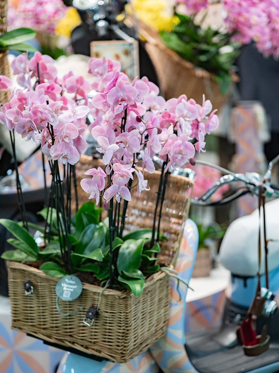 IPM Sneak Preview Anthura Vintura