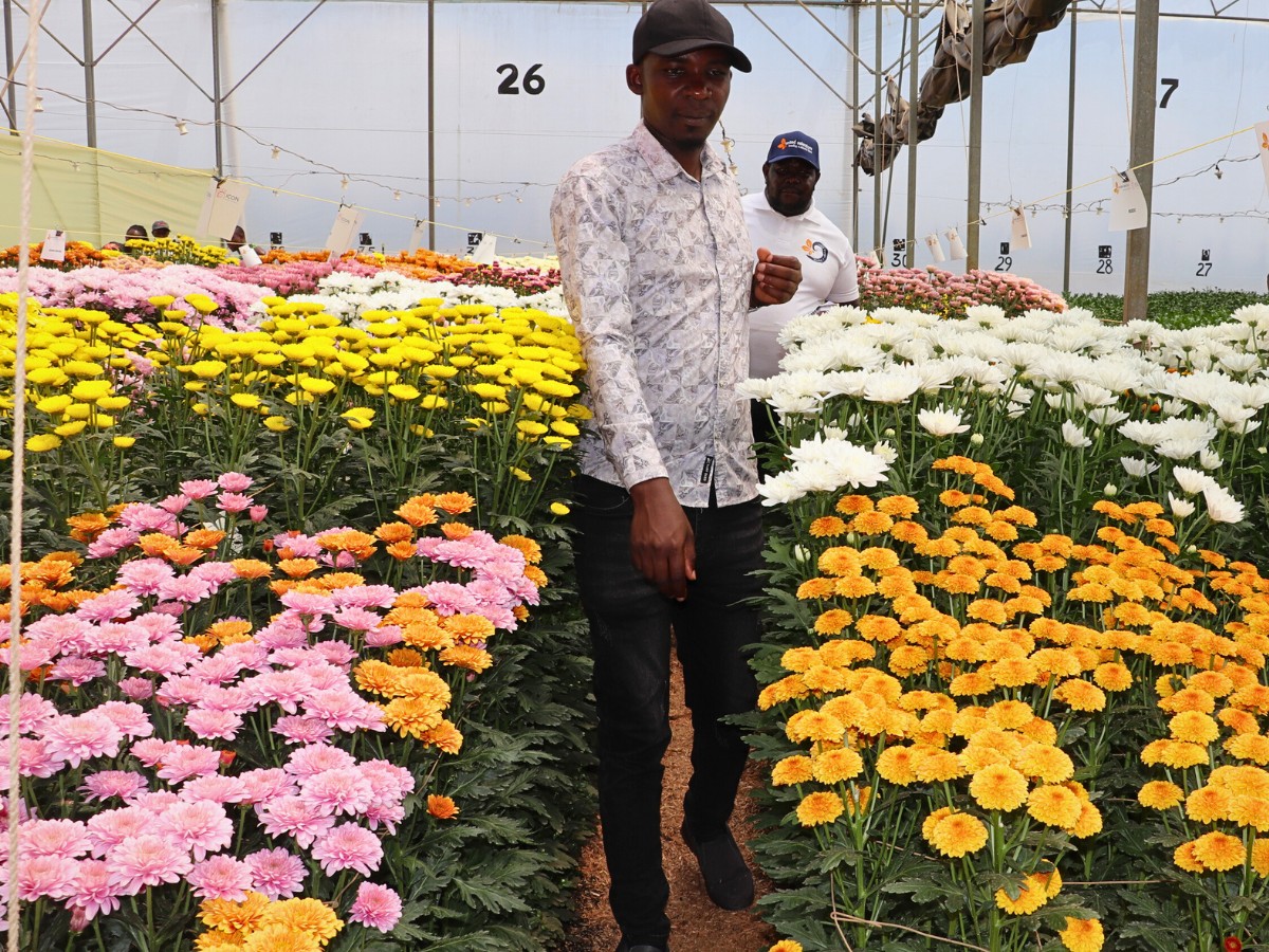 Breeders United Selections, K&ouml;nst Alstroemeria, and Icon Selections Hosted Their Open Days at Their Facility in Nakuru, Kenya