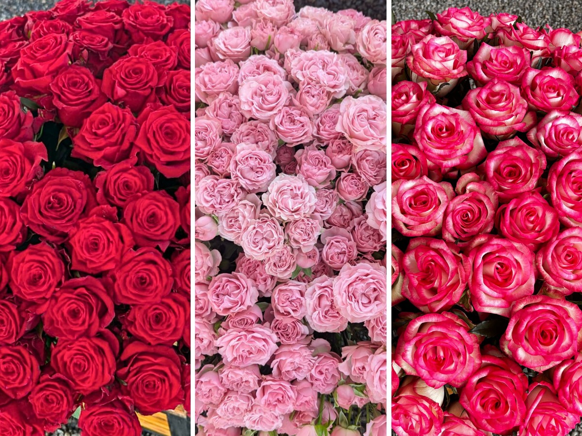 Breeders United Selections, K&ouml;nst Alstroemeria, and Icon Selections Hosted Their Open Days at Their Facility in Nakuru, Kenya