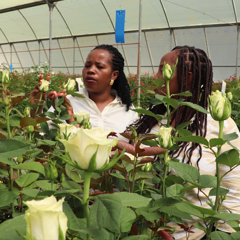 De Ruiter East Africa Showcases More Varieties and Novelties During Their Open Days in Naivasha