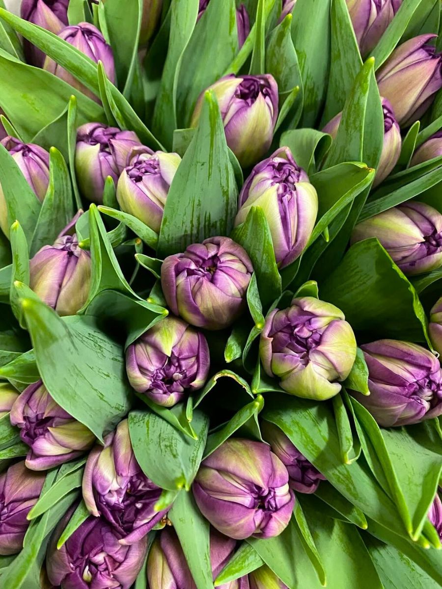 Tulip Phyton from Borst Bloembollen