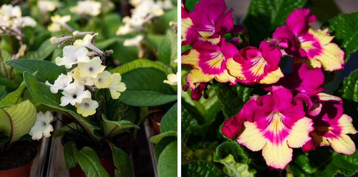 IPM Sneak Preview Koppe Streptocarpus
