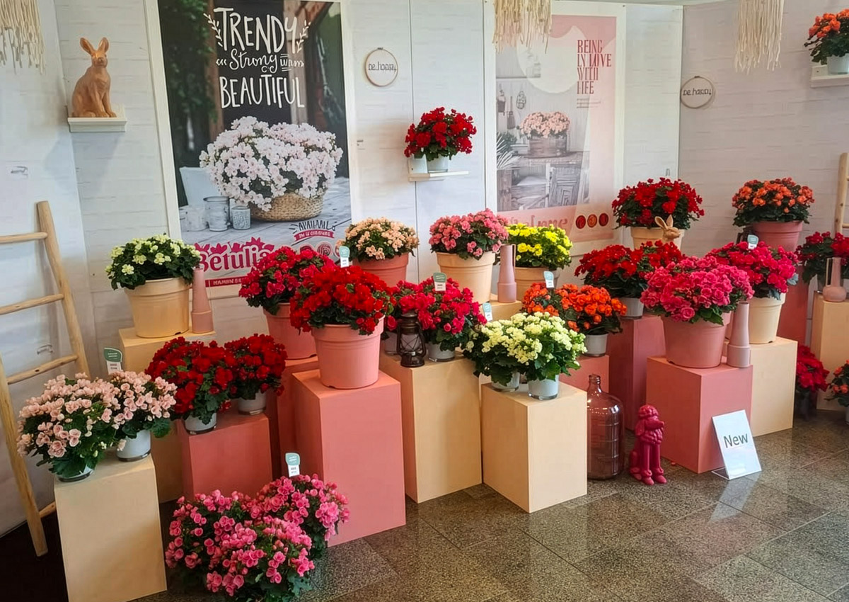 IPM Sneak Preview Koppe Begonia