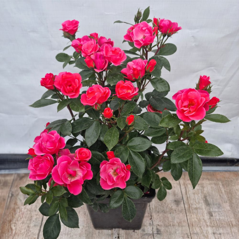 ZEPETI Pink Glow Meissoniet