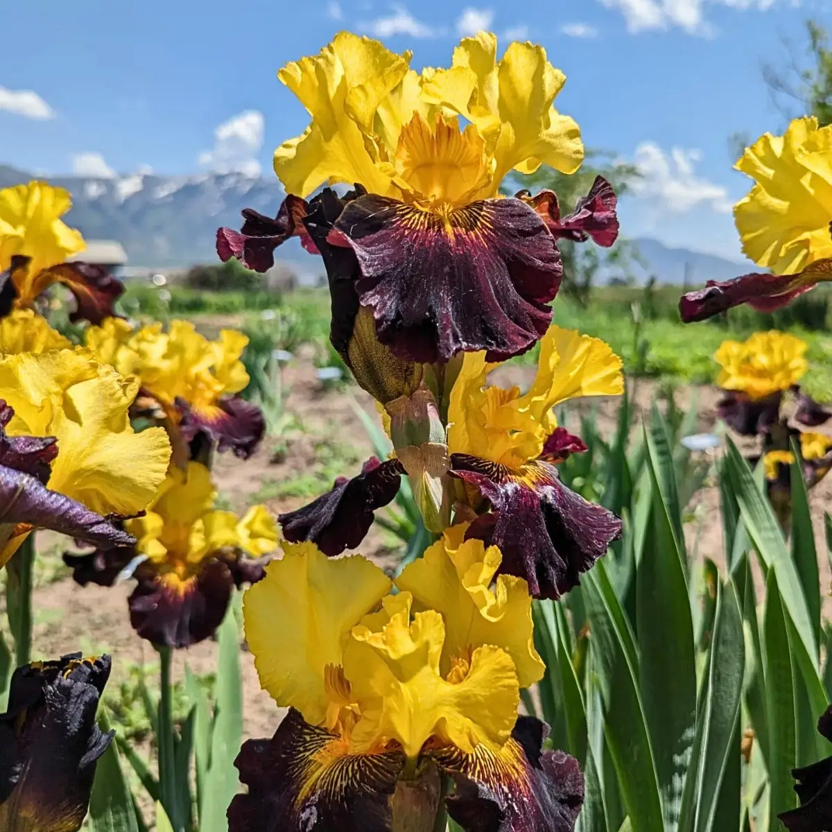 February Month Birth Flowers