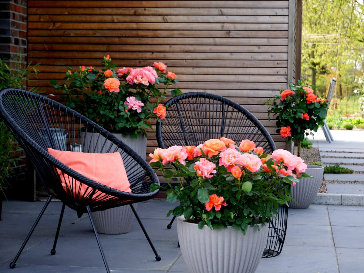 The House of Meilland